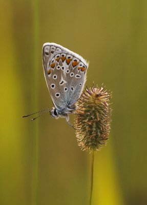Icarus blauwtje