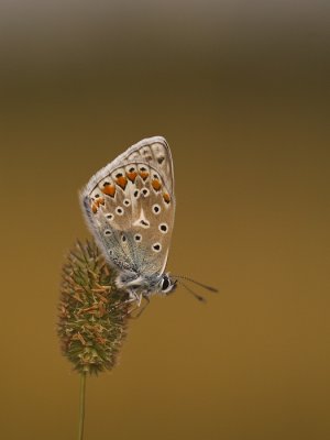 Icarus blauwtje