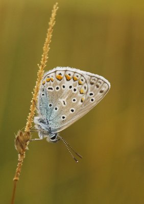 Icarus blauwtjr