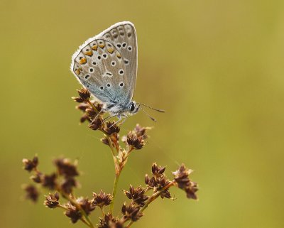 Icarus blauwtje