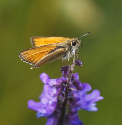 Zwartspriet dikkopje