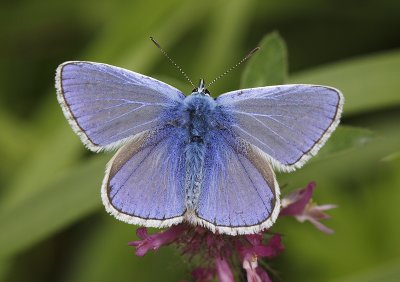 Icarus blauwtje