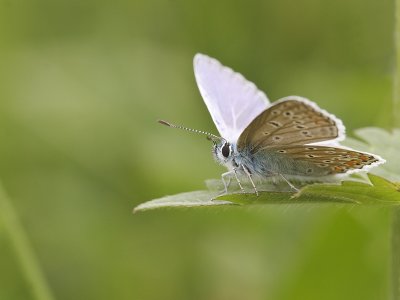 Icarus blauwtje