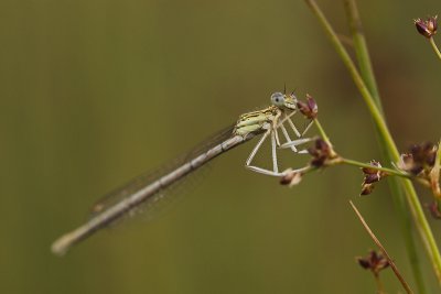 Breedscheenjuffer