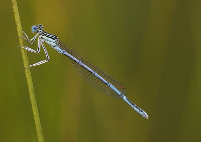 Breedscheenjuffer