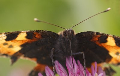 Kleine vos