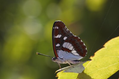 Blauwe IJsvogelvlinder