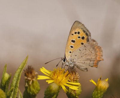 kleine vuurvlinder