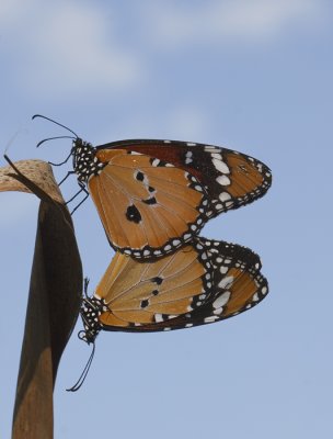 parende Kleine monarchvlinder