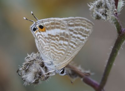 Tijgerbleuwtje