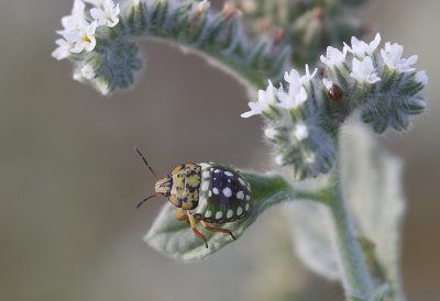 Groene randwants