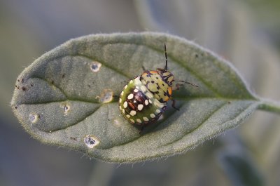 Groene randwants