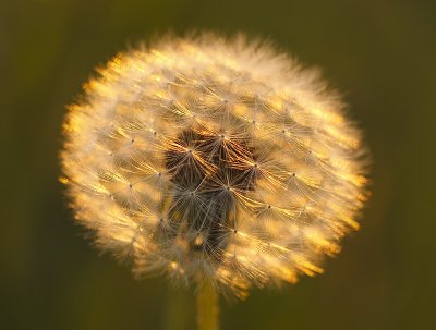 Paardebloem met tegenlicht