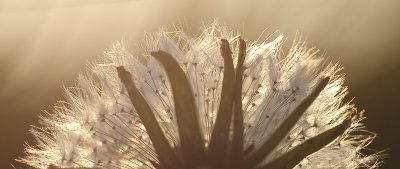 Paardebloem met tegenlicht