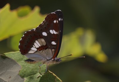 Blauwe IJsvogelvlinder