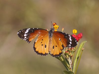 Kleine monarchvlinder