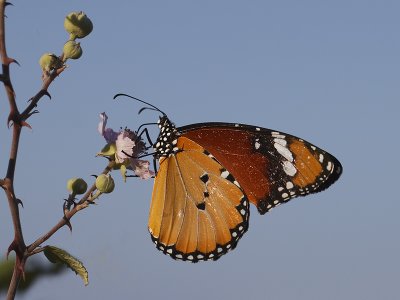 Kleine monarchvlinder