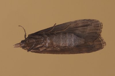 Nachtvlinder