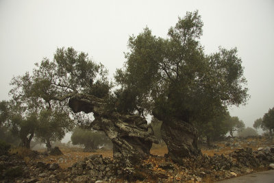 Oude olijfbomen.jpg