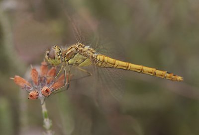 Steenrode heidelibel