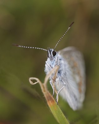 Icarusblauwtje