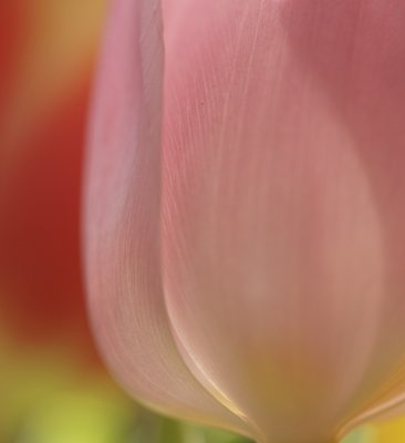 Tulp