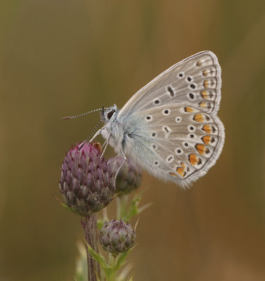 Icarusblauwtje