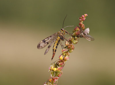 Schorpioenvlieg vrouwtje