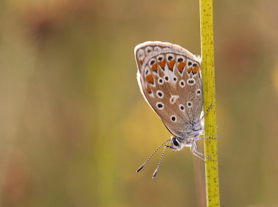 Icarusblauwtje