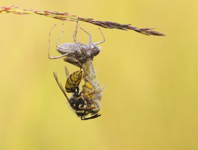 uitsluiping van heidelibel en wesp