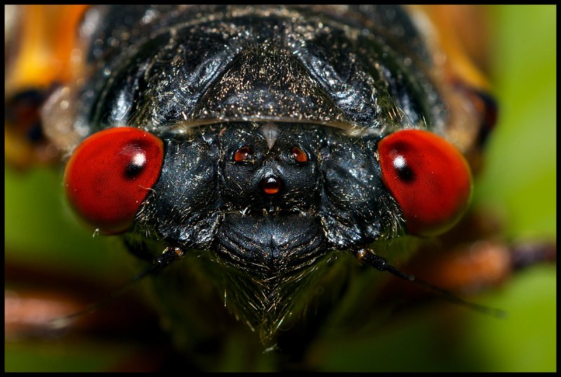 Cicadas for a Day