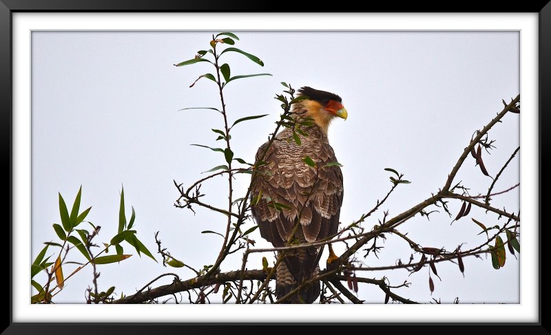 Carancho (Caracara Plancus)