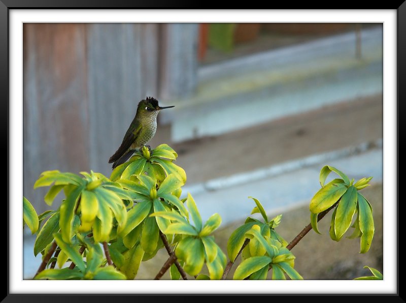Picaflor I (Sephanoides sephaniodes)