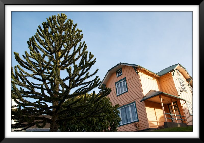 Araucaria y Casona de Frutillar
