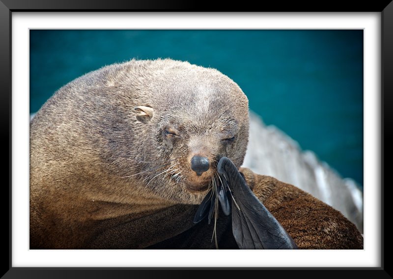 Seals by the Harbor, Hout Bay