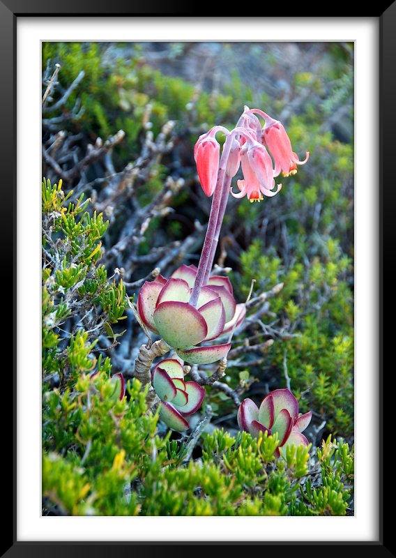 Feinbos (Fynbos?) Vegetation, Cape Point Lighthouse