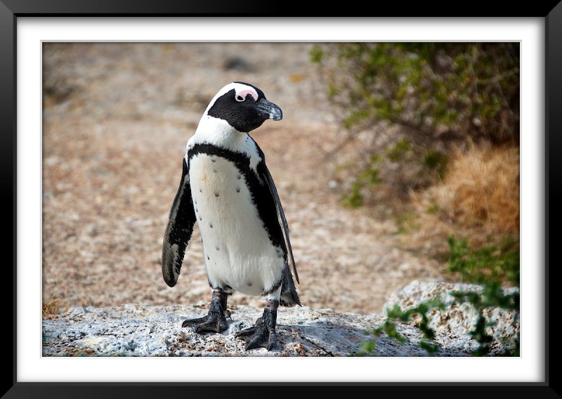 Penguin, Boulders