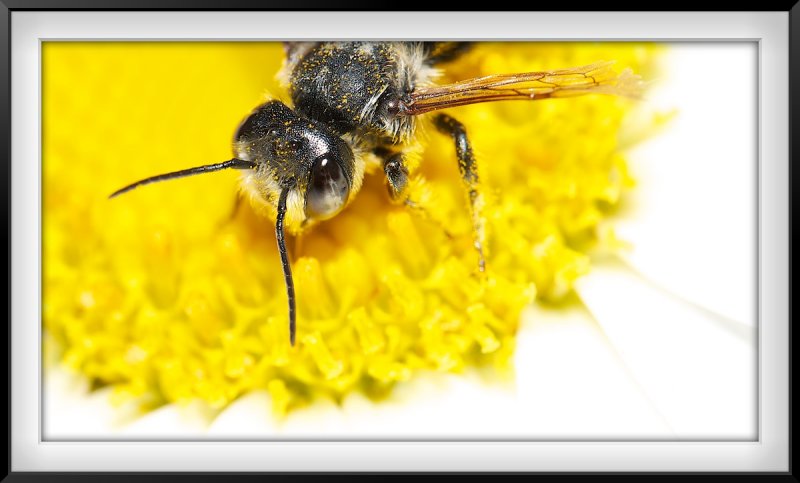 Bee on a Flower