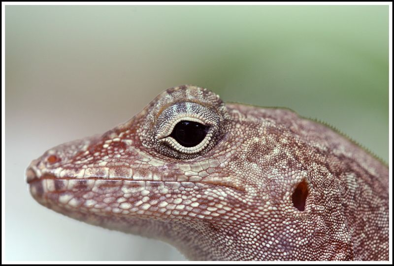 Lizard
