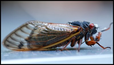 Periodic Cicada I