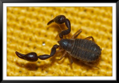Pseudo-escorpion