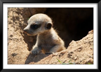 Is it Meerkitten?