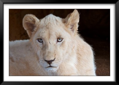 White(ish) Lion