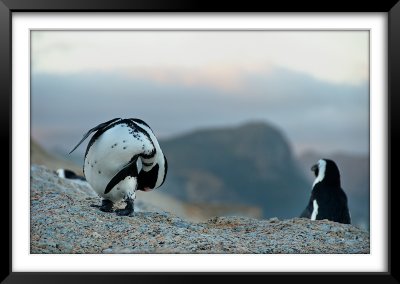 Penguins, Boulders Beach