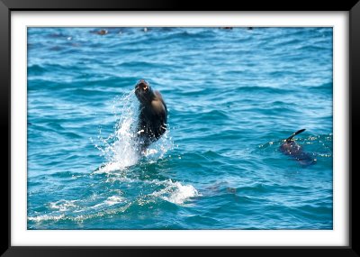 Seals at Duiker Island, Hout Bay