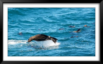 Seals at Duiker Island, Hout Bay