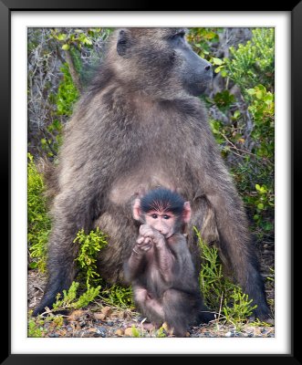 Baboons, Cape Point National Park