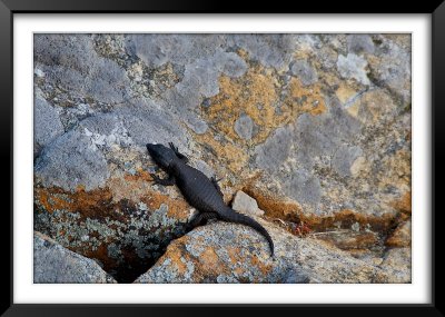 Lizard, Cape Point Lighthouse