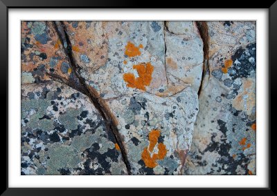 Lichen, Cape Point Lighthouse