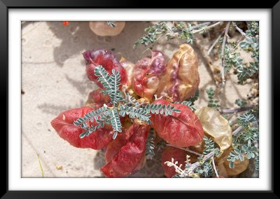Unknown but Cool Plant, Fish Hoek